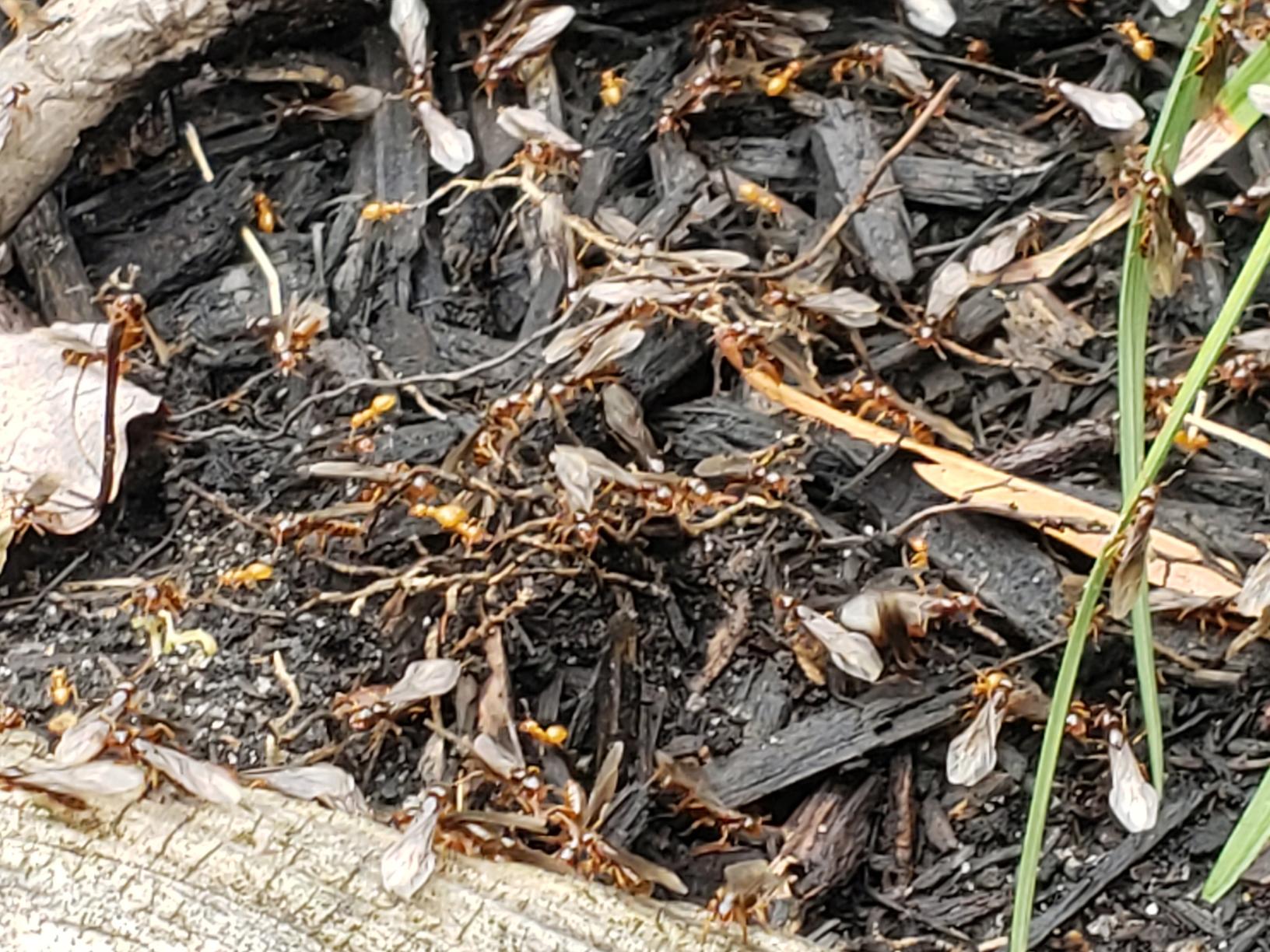 Pests We Treat Citronella Ants Swarming in Farmingdale, NJ An Odd Odor