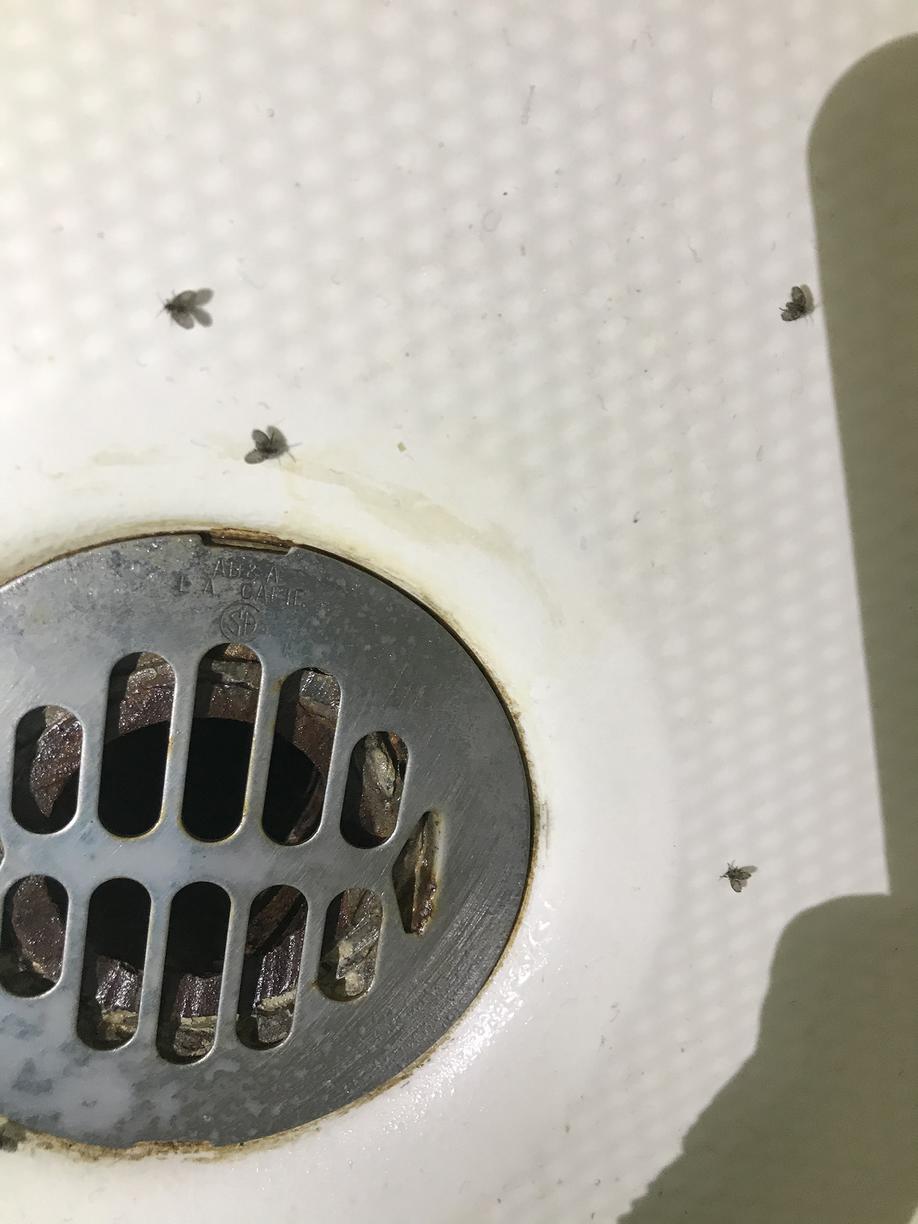Pests We Treat Drain Flies in Old Shower Drain in Old Bridge, NJ