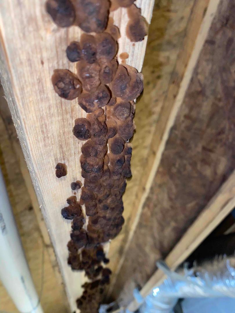 Crawl Space Repair Mold and Humidity Taking Over Hawesville, KY Crawl Space Mold Growth from