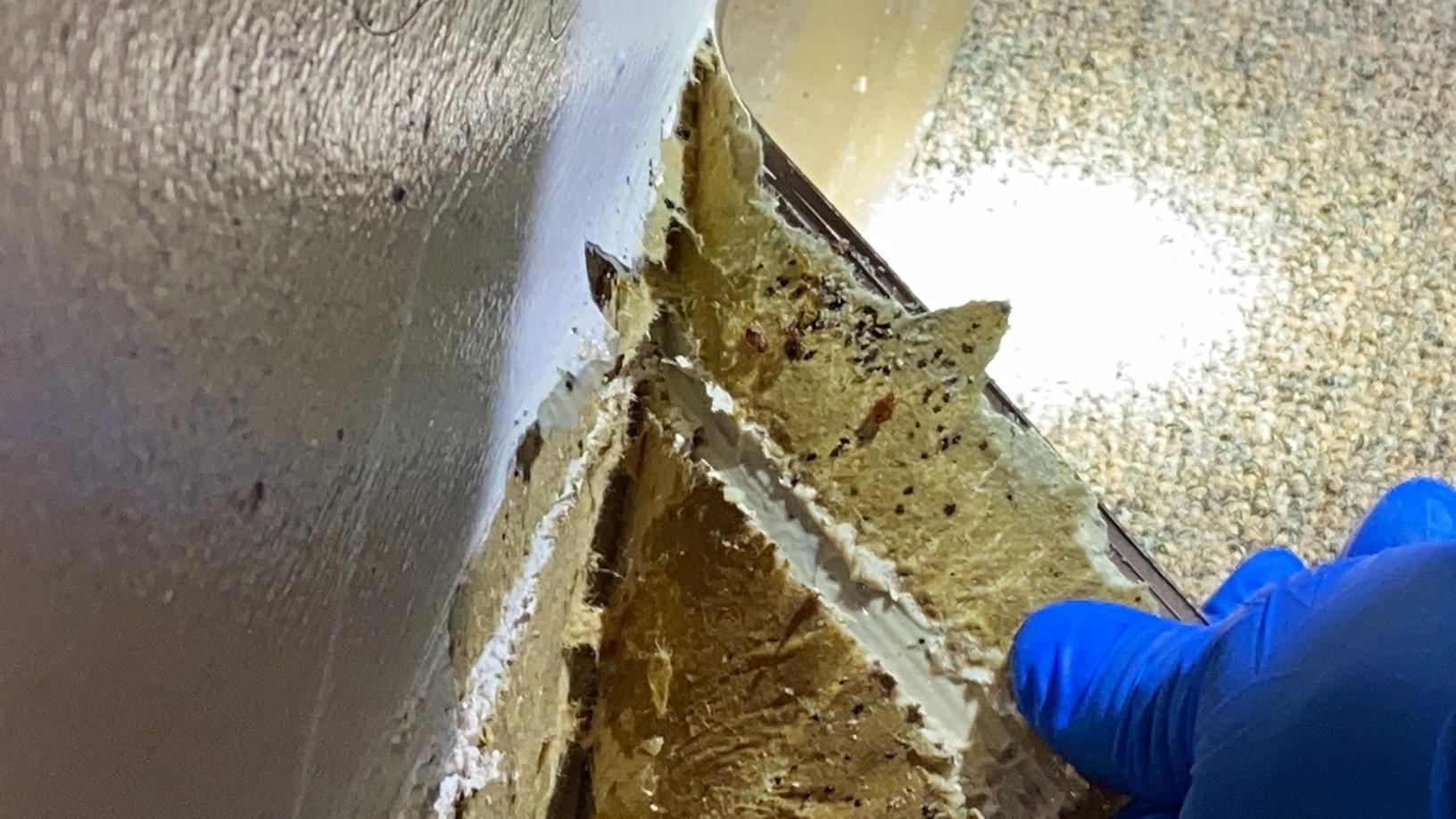 Pests We Treat Bed Bugs Hiding in the Molding in Neptune, NJ Bed