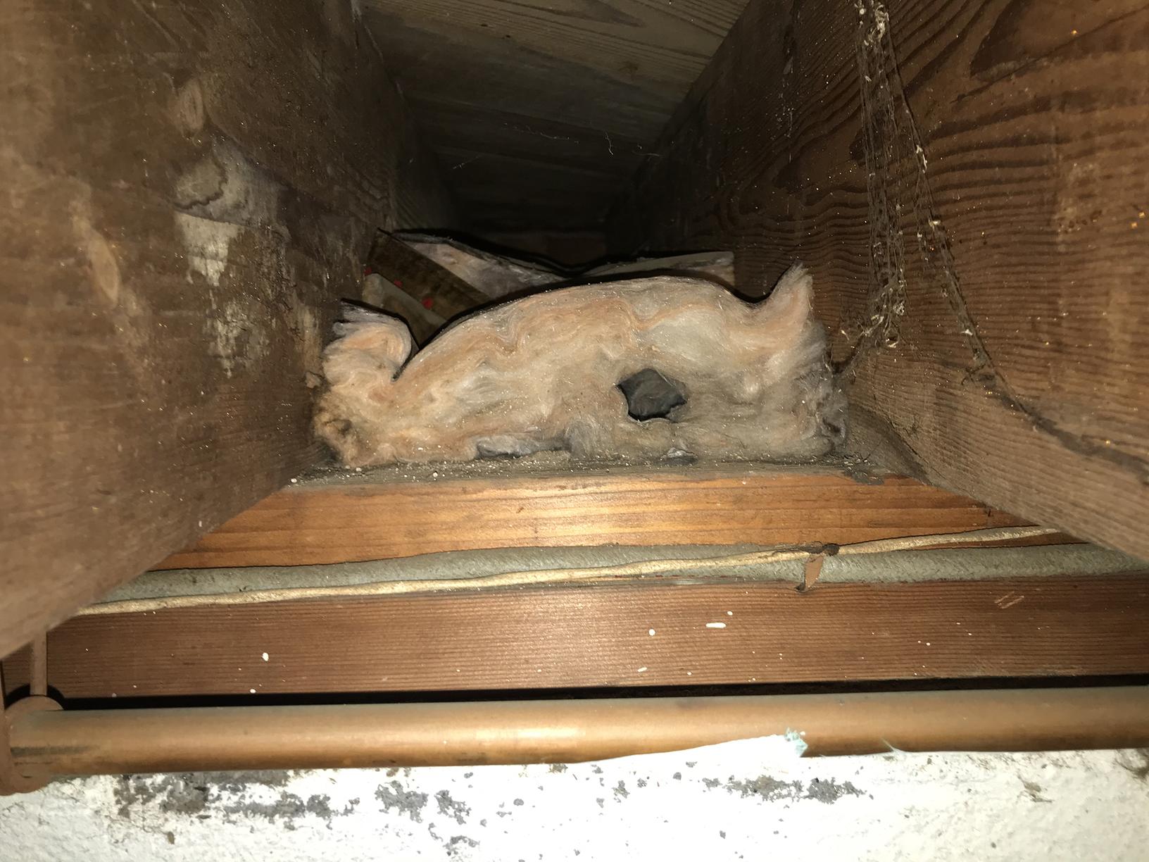 Pests We Treat This Old House is Loaded with Mice in Brielle, NJ