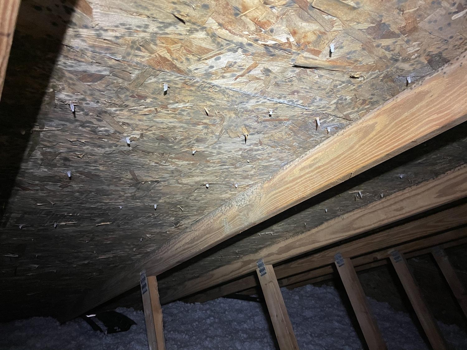 Mold Remediation, Whitmore Lake - Attic mold