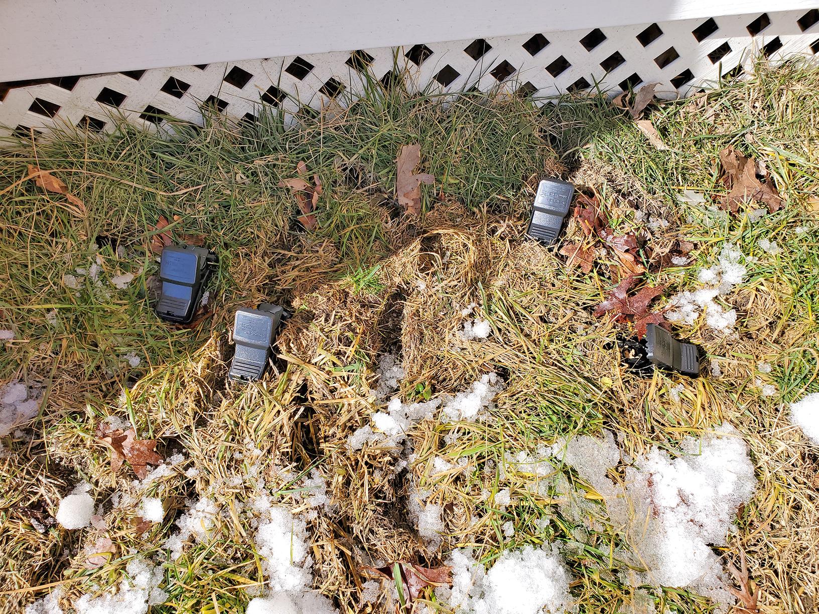 Wildlife Removal - Voles Destroying Homeowners Landscape in Farmingdale