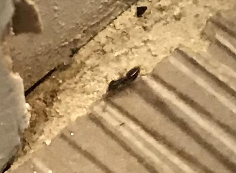 Pests We Treat Ants Going Crazy in Spring Lake, NJ