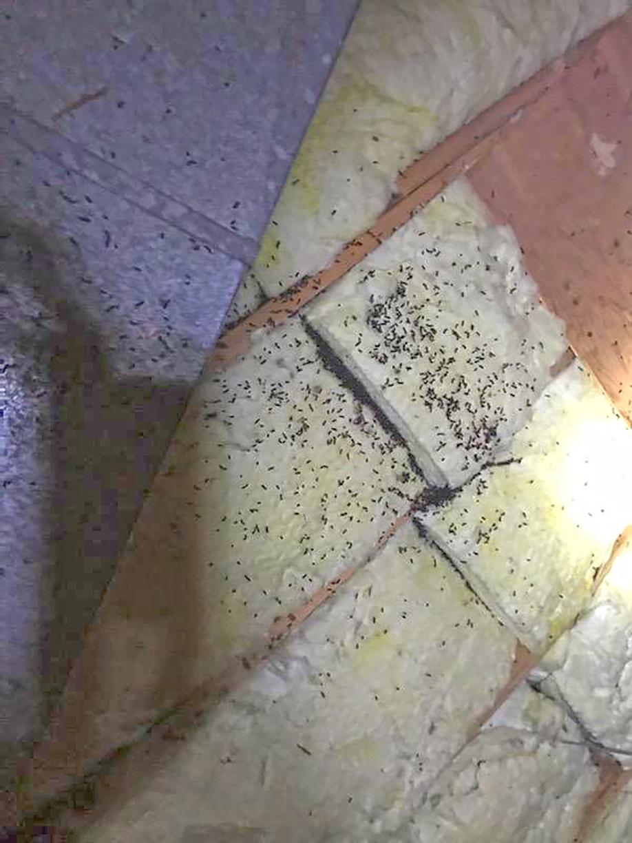 Cowleys Pest Services Attic Insulation Photo Album Cleaning Up