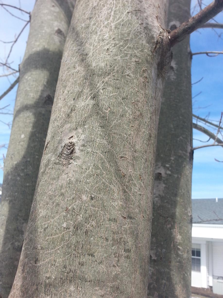 Wildlife Removal - Raccoon Problem in Whiting, NJ - Raccoon track marks