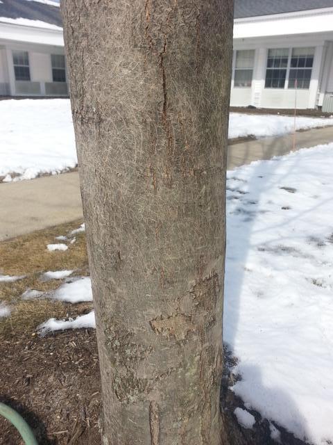 raccoon claw marks tree second removal wildlife