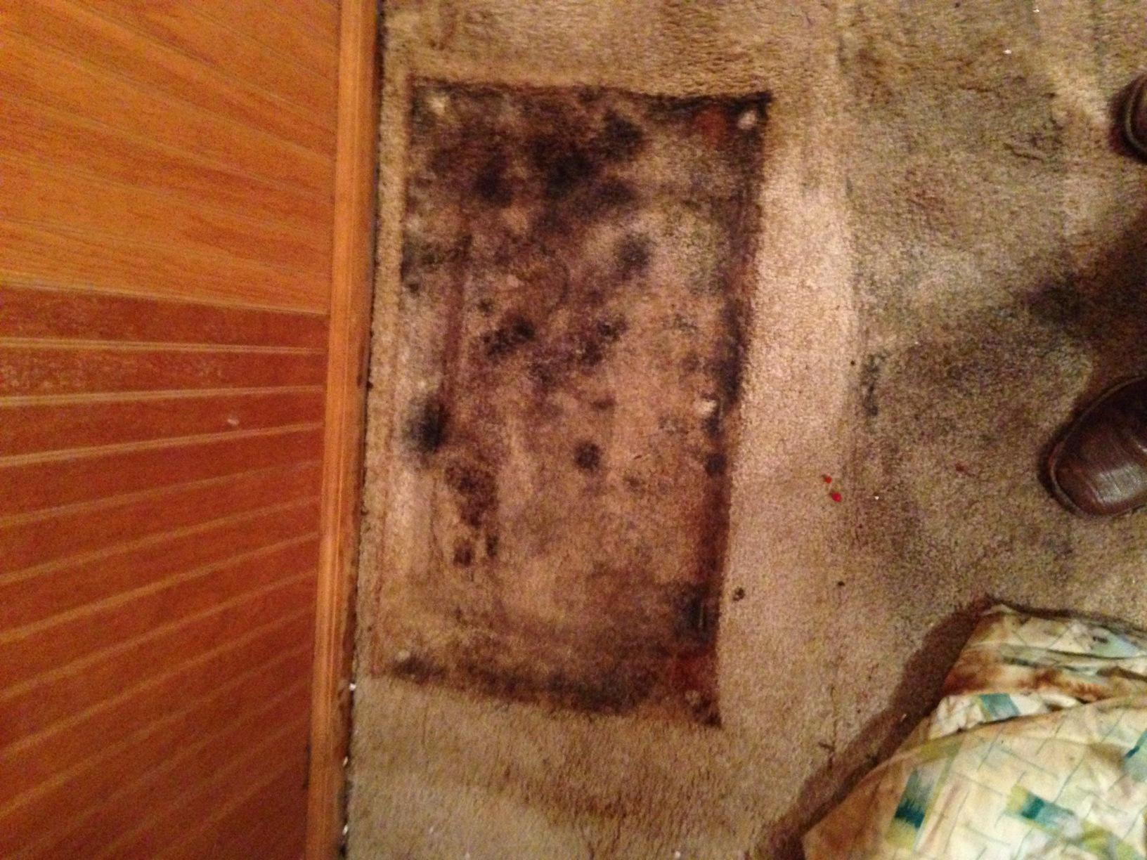 Mold Removal Mold Damage in Trussville, AL Mold under a wet towel