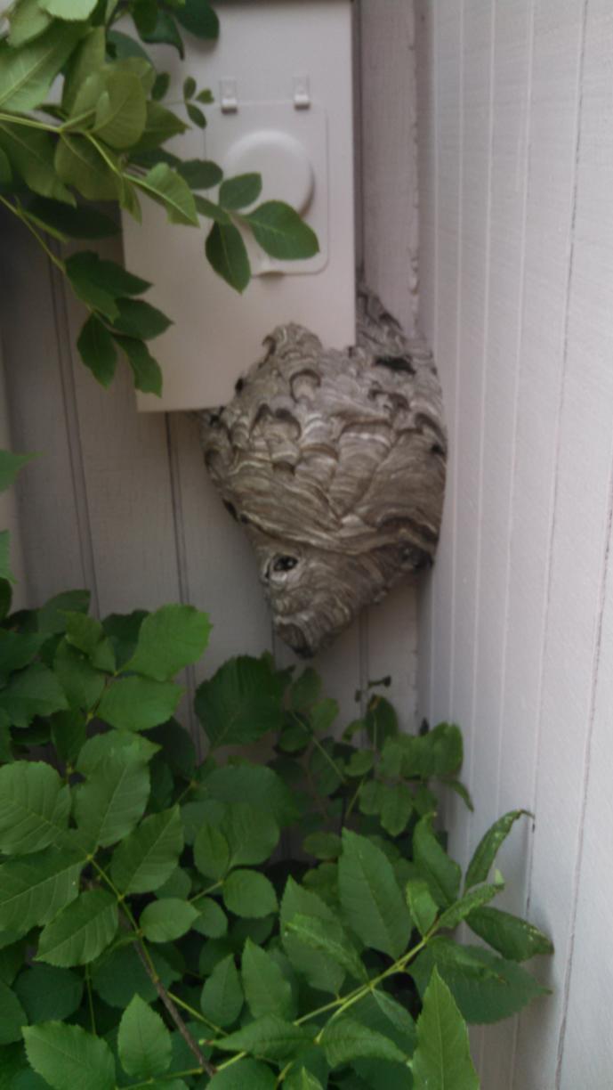 Pests We Treat - Hornet Nest Removal in Allentown - Large hornet nest