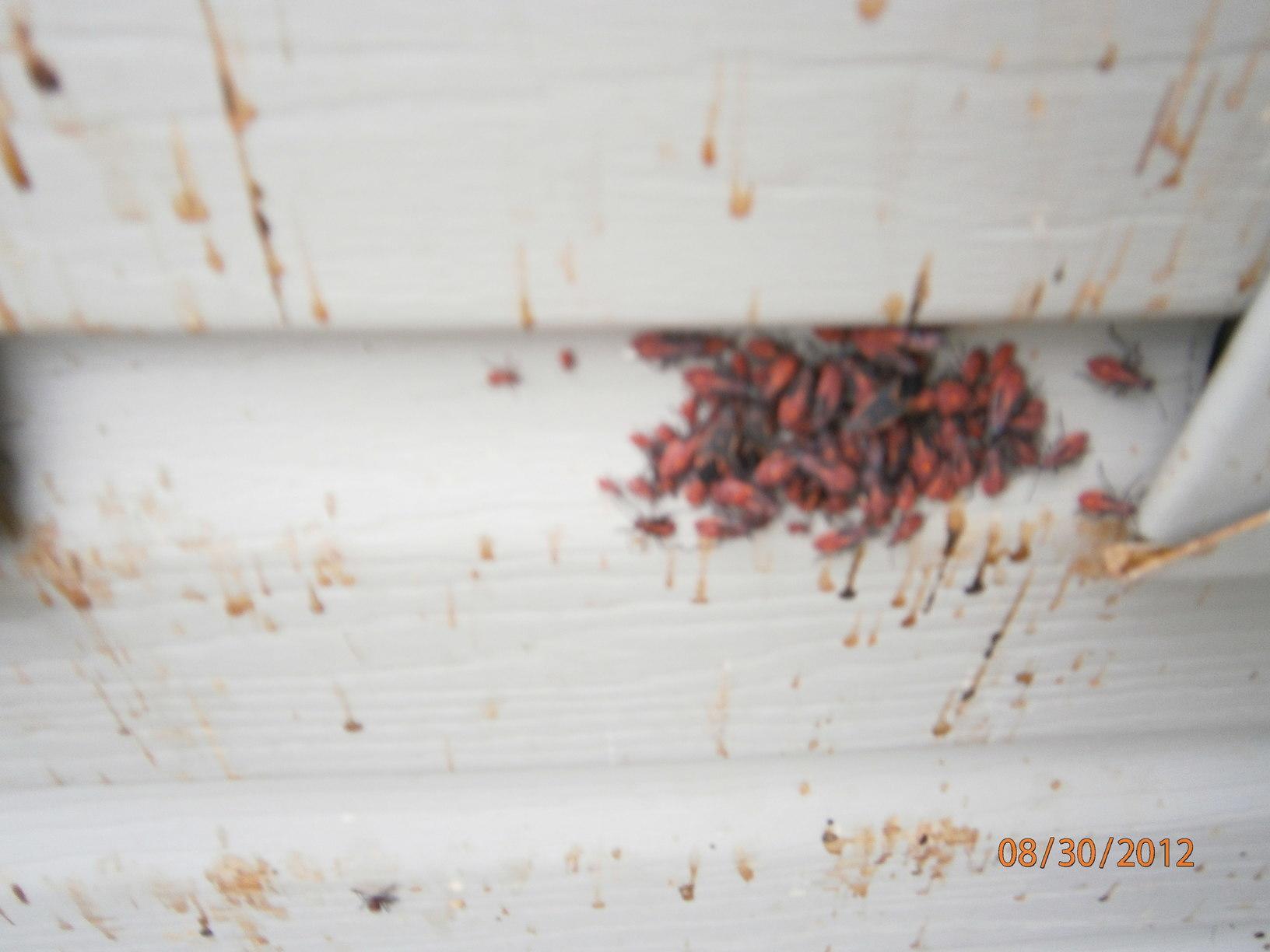 A nasty crawlspace in Minnesota Box Elder bugs