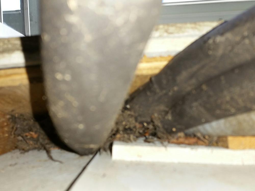 Mouse Control Removal Amp Exclusion In Rumson Nj Mice