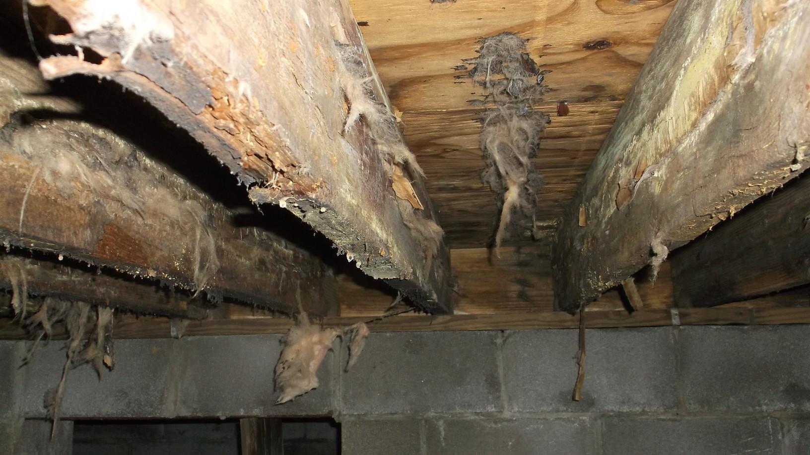 Crawl Space Repair Cleanspace In Springfield Tn Floor Joists
