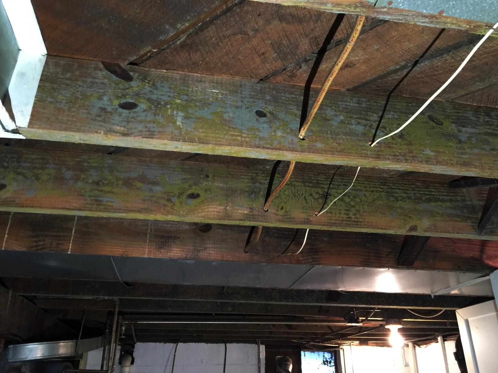 Basement Mold, Weirton WV Mold in rafters