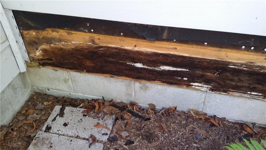Crawl Space Repair Alpena, MI Moldy Crawl Space One of Our Moldiest