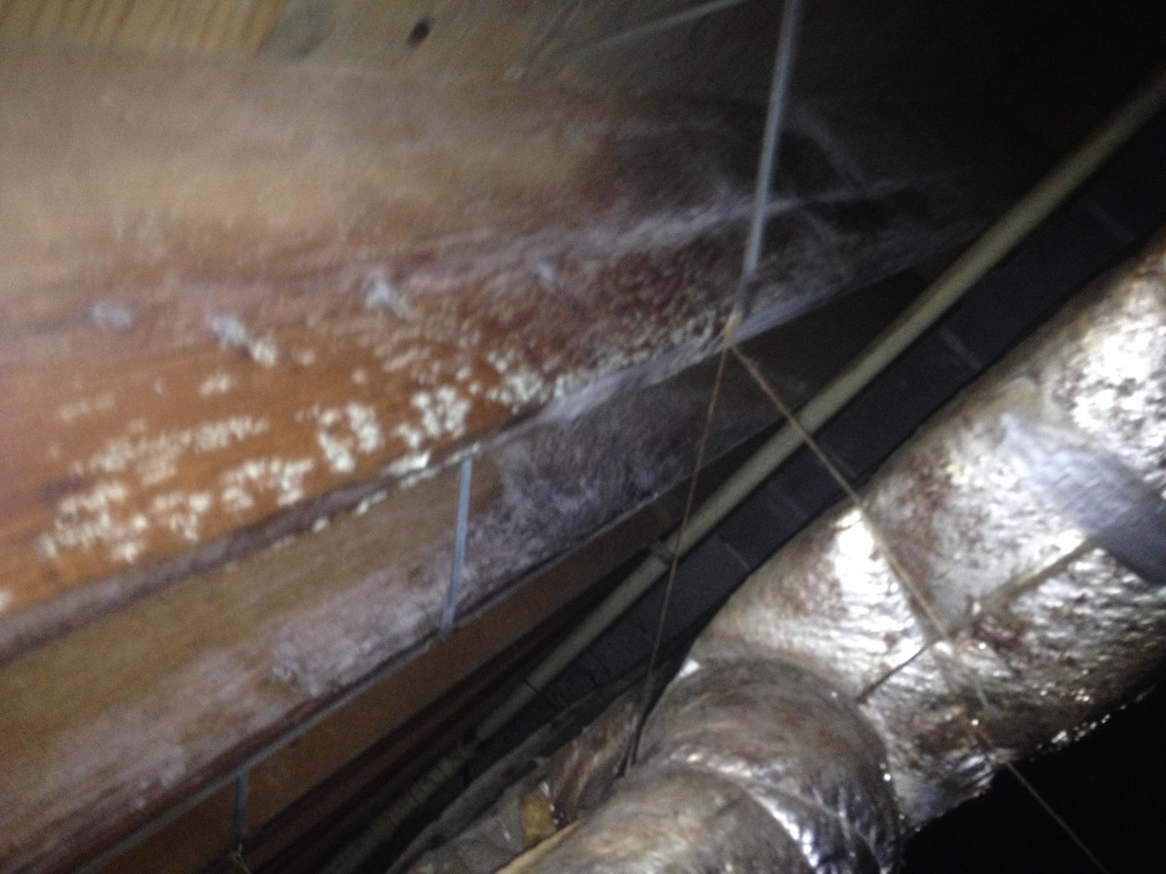 Crawl Space Repair CleanSpace in Benton, KY! Wood deterioration