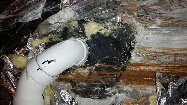 Black Mold