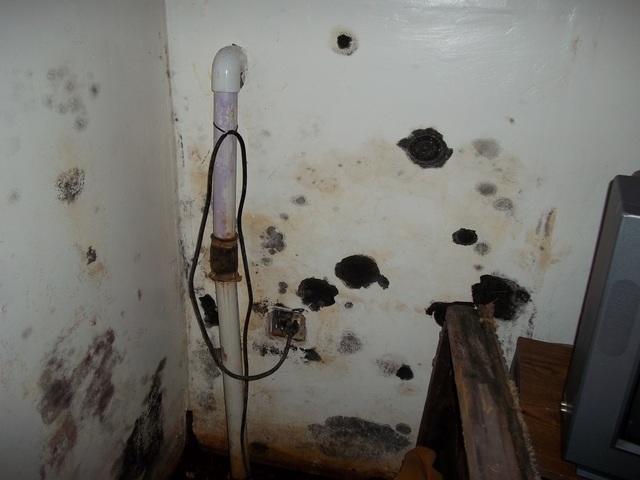 <p>This Bridgeport basement had an extreme mold problem. Mold in any capacity can be hazardous to one's health.</p>