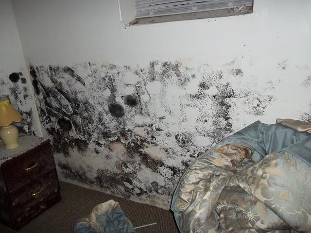 <p>The mold in this Bridgeport, CT basement was extensive and created a health hazard.</p>