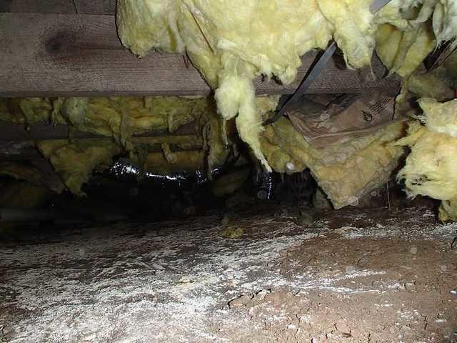 One Nasty Crawl Space