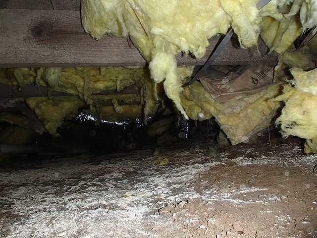 One Nasty Crawl Space