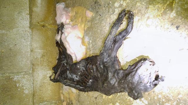 Dog carcass