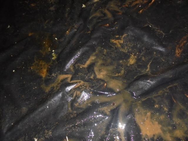 Wet, musty crawl space