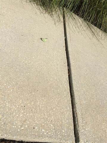 Crack In The Sidewalk