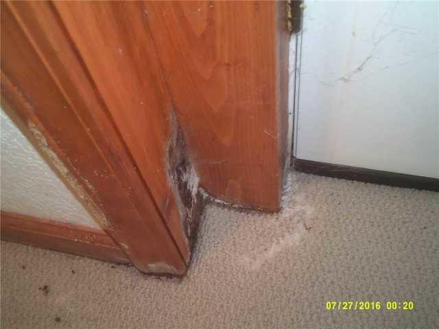 Mold on Wood Trim in Wet Basement