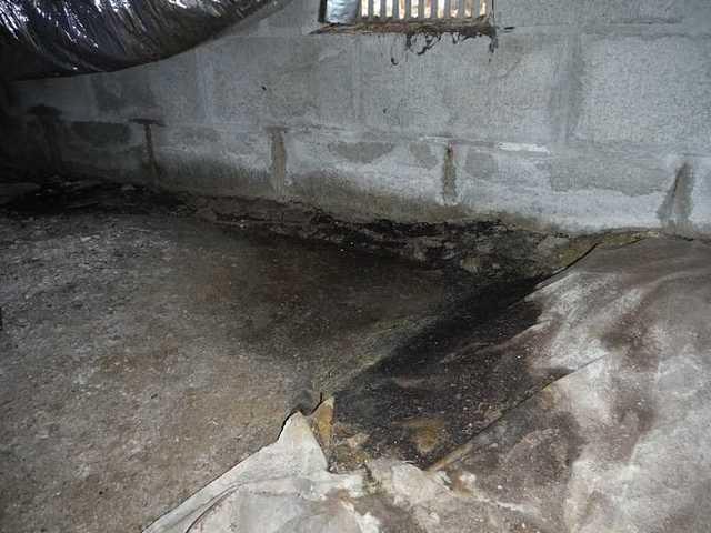 Black Mold in Wittman, MD