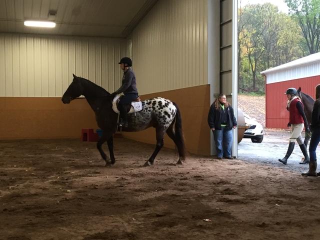 Giving hope to homeless and abused horses