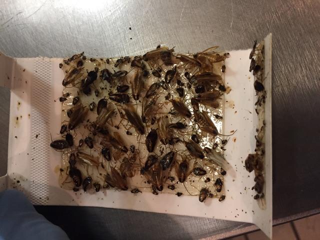 roach control near me