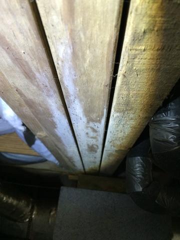 Mold growth