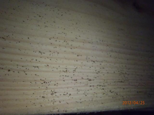 What's In Your Crawlspace?