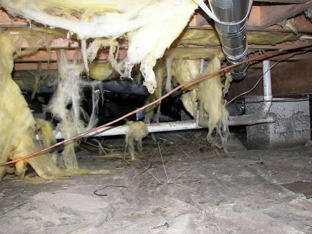 Filthy crawl space in Sussex County