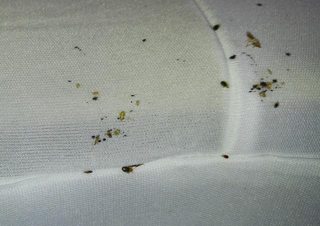 Cowleys Pest Services Pests We Treat Photo Album Bed Bug Problem In Spotswood Nj