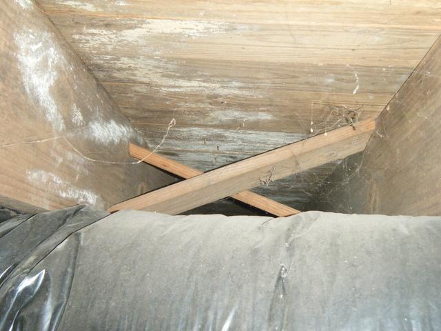 Mold and Critters in Evansville Crawlspace
