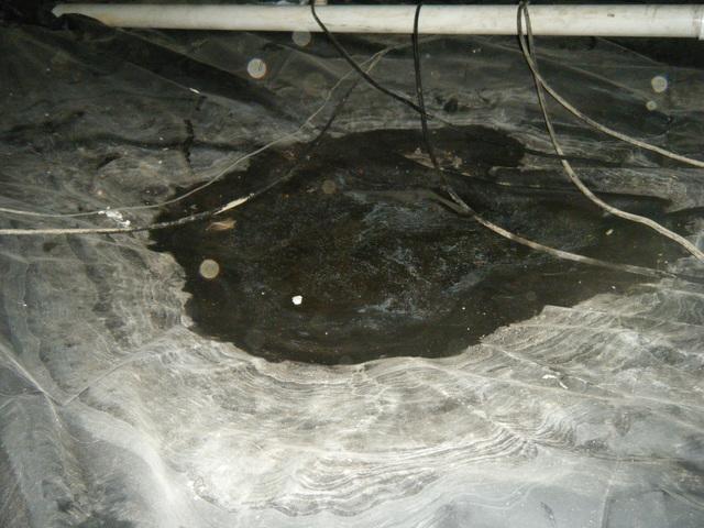 <p>Here's a picture of a longstanding puddle of scummy water found near the crawlspace window vent. &nbsp;Water on top of an existing liner means that the crawlspace is not just suffering from groundwater intrusion, but is also seeing water come in from the concrete block walls, so just lining the floor is not adequate. &nbsp;Covering outside vents, dehumidifying the environment, and possibly lining the walls are also necessary to keep this crawlspace dry.</p>