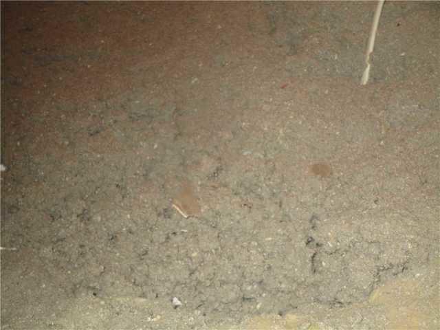 The Old Insulation