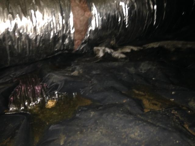Wet, musty crawl space