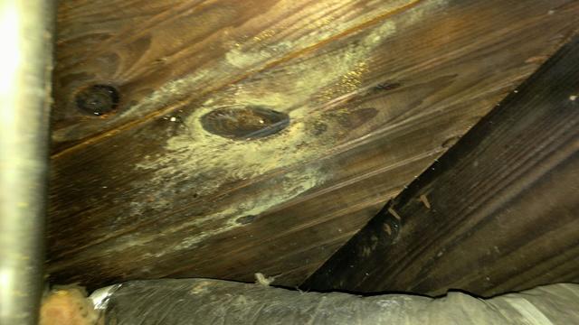 Mold on Wood