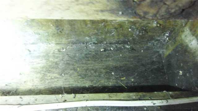 Mold-Riddled Beam in Crawl Space