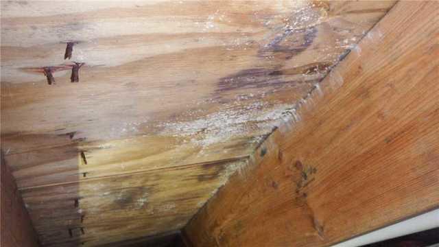 Mold on Crawl Space Ceiling