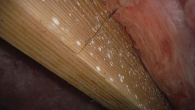 Mold Growth