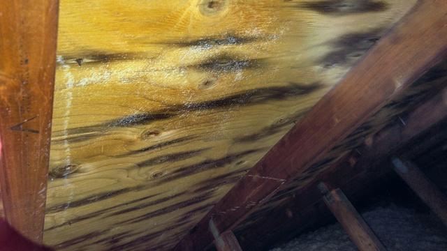 Attic Mold