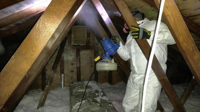 Treating the Attic Mold