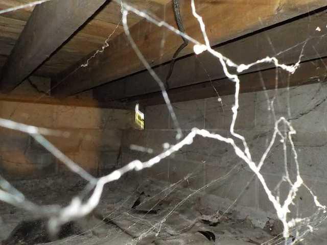 Cobwebs in Crawl Space
