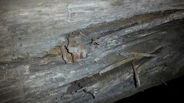 Rotting Wood