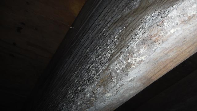 Mold growth