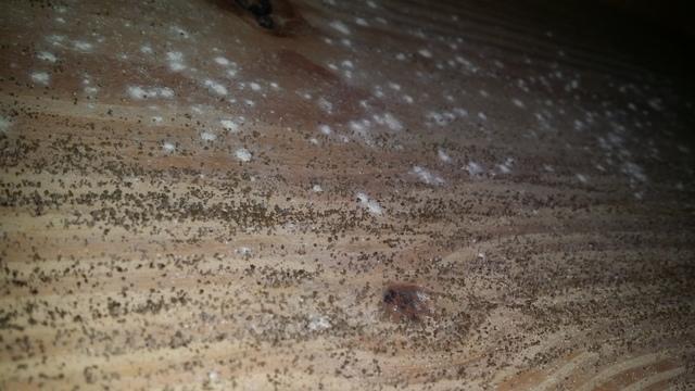 Mold Growth