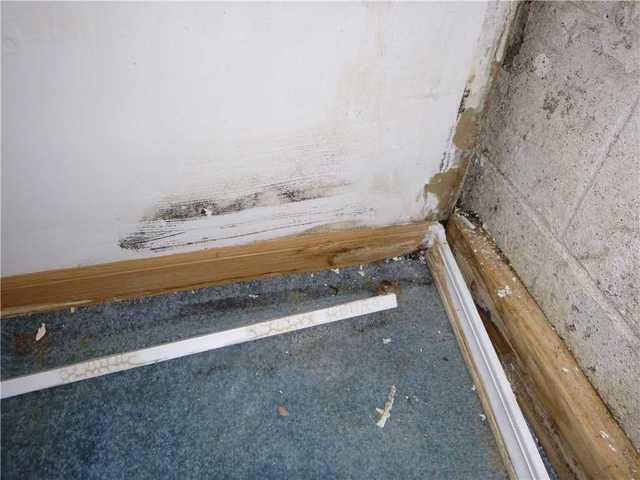 Mold in Corner of Basement